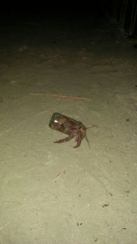 Indonesian Land Hermit Crab — 6