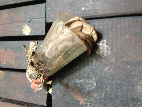 Indonesian Land Hermit Crab — 7