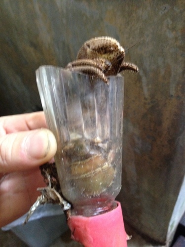 Indonesian Land Hermit Crab — 8