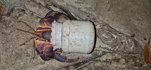 Indonesian Land Hermit Crab — 10