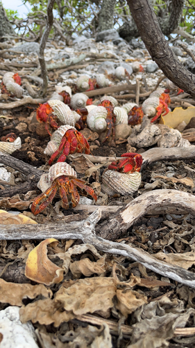 Strawberry Hermit Crab — 1