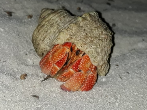 Strawberry Hermit Crab — 2