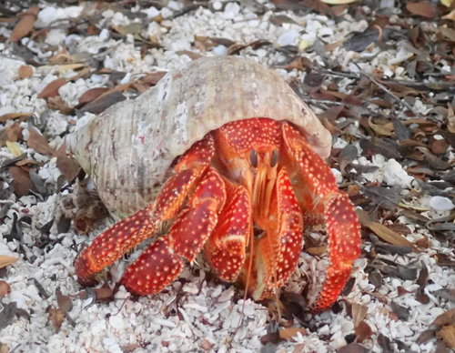 Strawberry Hermit Crab — 4