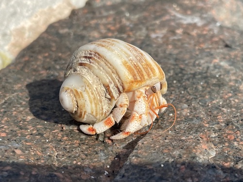 Strawberry Hermit Crab — 6