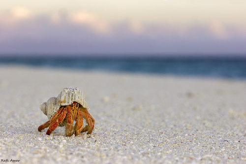 Strawberry Hermit Crab — 7