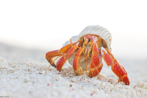 Strawberry Hermit Crab — 8