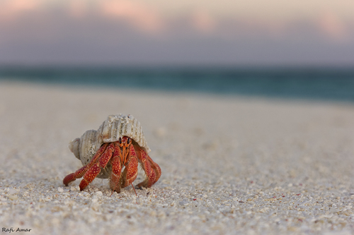 Strawberry Hermit Crab — 9