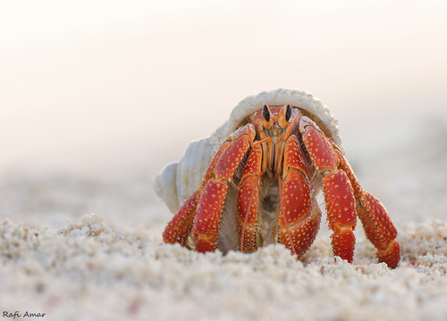 Strawberry Hermit Crab — 10