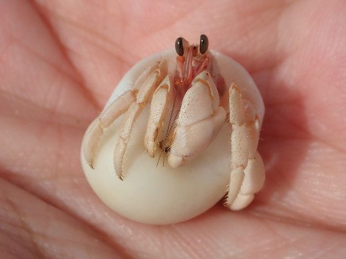 Tawny Hermit Crab — 1