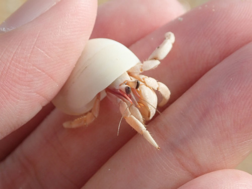 Tawny Hermit Crab — 4