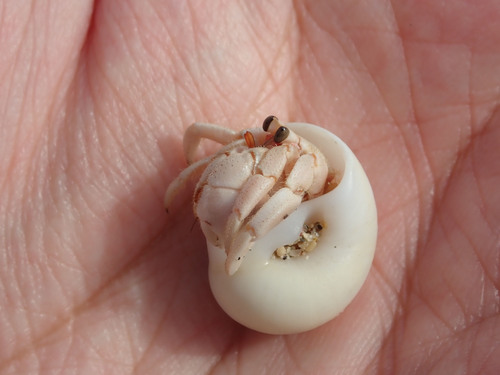 Tawny Hermit Crab — 6