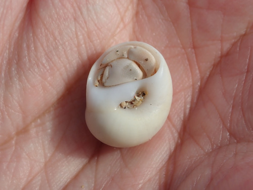 Tawny Hermit Crab — 8
