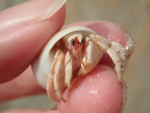 Tawny Hermit Crab — 9