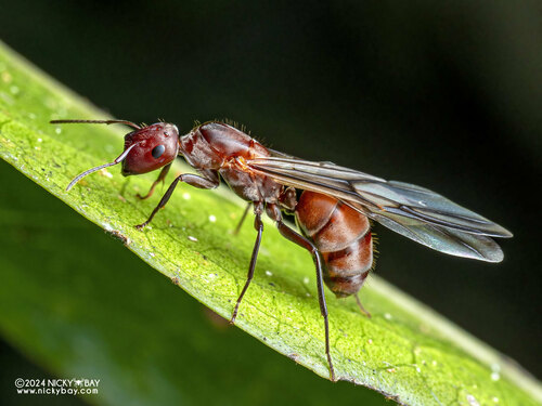 Exploding Ant — 2