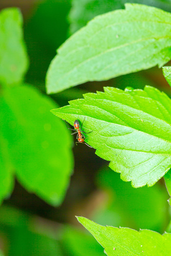 Exploding Ant — 6