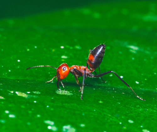 Exploding Ant — 7