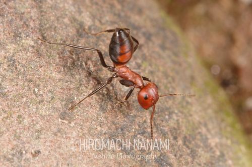 Exploding Ant — 9