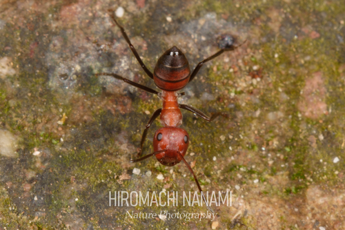 Exploding Ant — 10