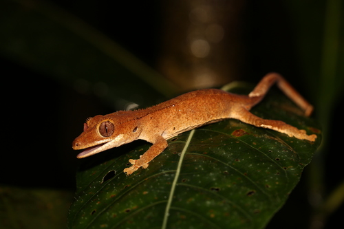 Crested Gecko — 5
