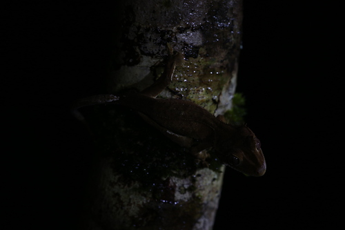 Crested Gecko — 6