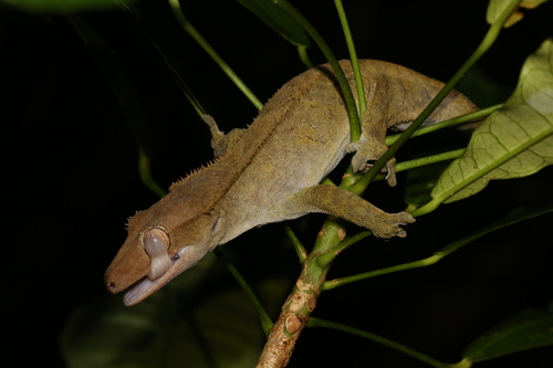Crested Gecko — 9