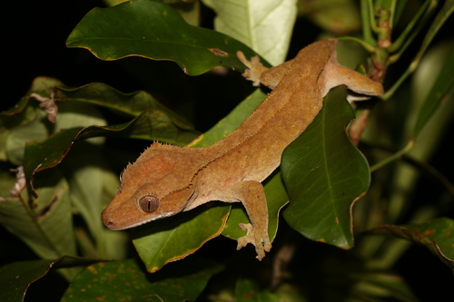 Crested Gecko — 10