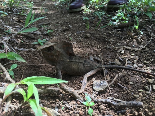 Helmeted Iguana — 2