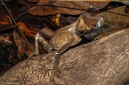 Helmeted Iguana — 7