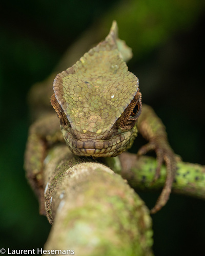 Helmeted Iguana — 9