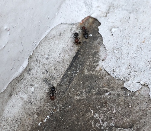 Mediterranean Acrobat Ant — 1