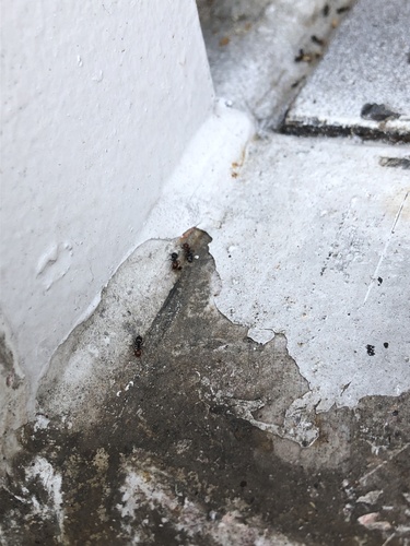 Mediterranean Acrobat Ant — 3