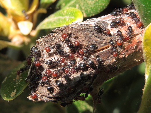 Mediterranean Acrobat Ant — 9
