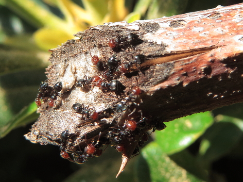 Mediterranean Acrobat Ant — 10