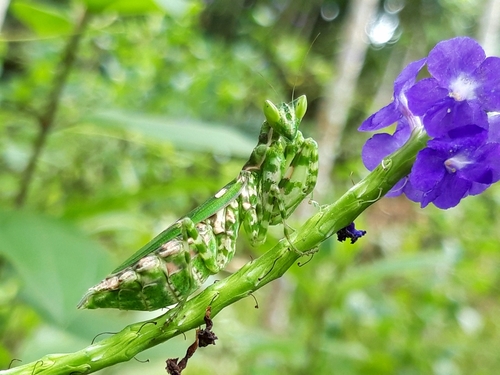 Mante-fleur asiatique — 3