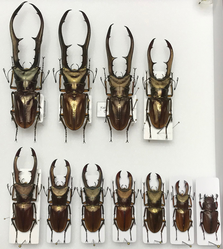 Metallic Stag Beetle — 2