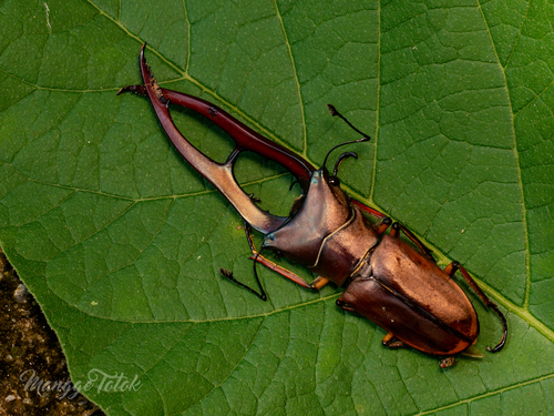 Metallic Stag Beetle — 3
