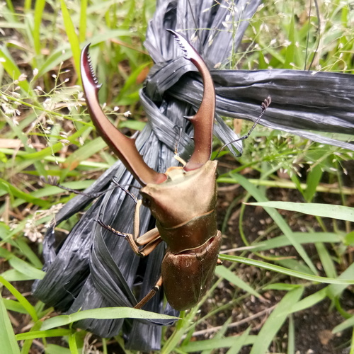 Metallic Stag Beetle — 7