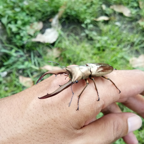 Metallic Stag Beetle — 8