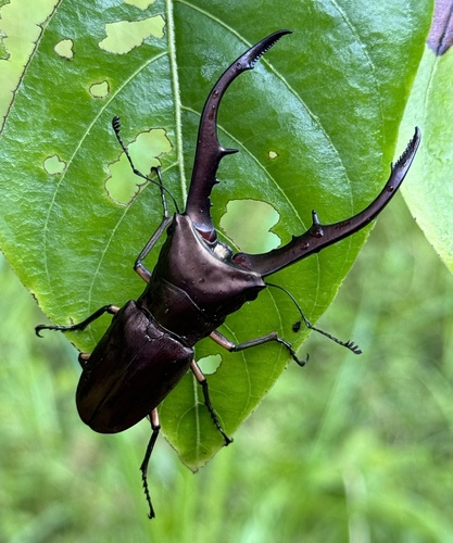 Metallic Stag Beetle — 10