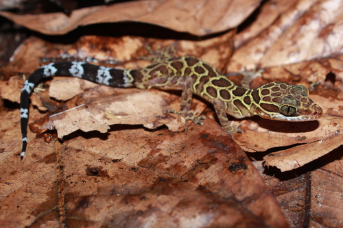 Gecko digit-courbé Pegu — 2