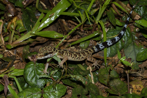 Gecko digit-courbé Pegu — 3