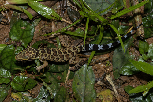 Gecko digit-courbé Pegu — 4