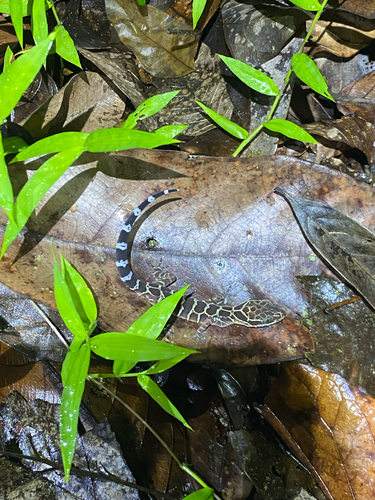 Gecko digit-courbé Pegu — 5