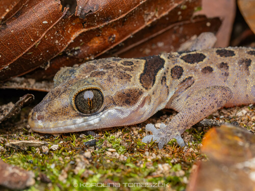 Gecko digit-courbé Pegu — 7