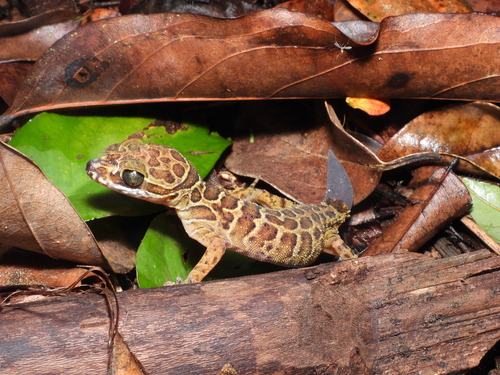Gecko digit-courbé Pegu — 8