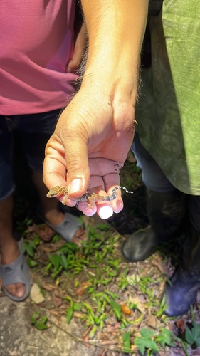 Gecko digit-courbé Pegu — 9