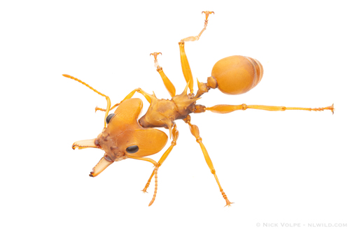 Big-Eyed Arboreal Ant — 2