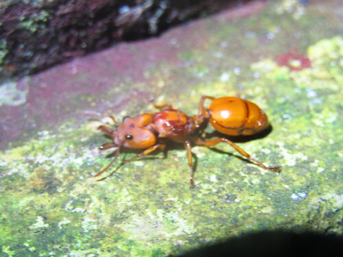 Big-Eyed Arboreal Ant — 4