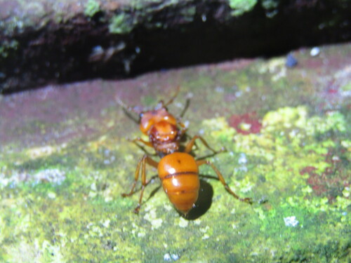 Big-Eyed Arboreal Ant — 6