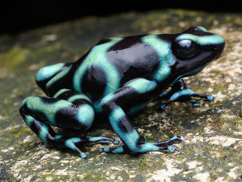 Dyeing Dart Frog — 4